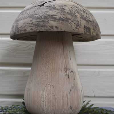 Champignon N°200 Frêne échauffé et loupe de chêne
