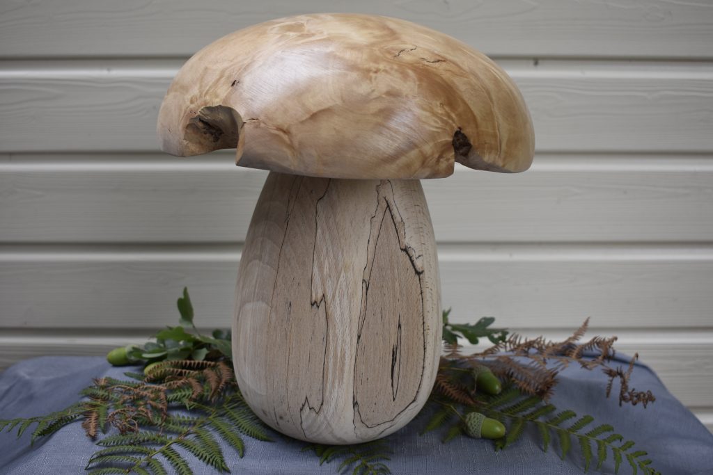 Champignon N°02B Hêtre échauffé et loupe de bouleau