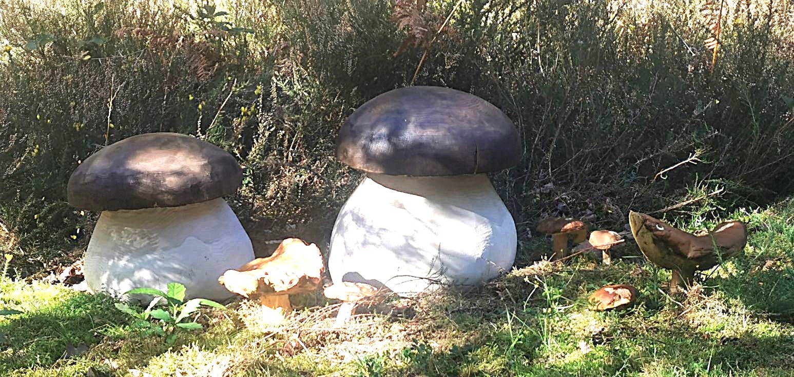 Champignons Géants - bois vert – Image 11